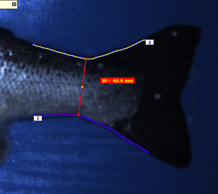 Fish Tail Width Measurement